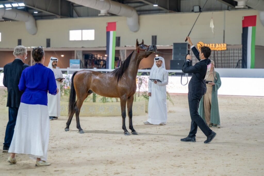 Emirates Arabian Horse Society National Championship concludes on high note